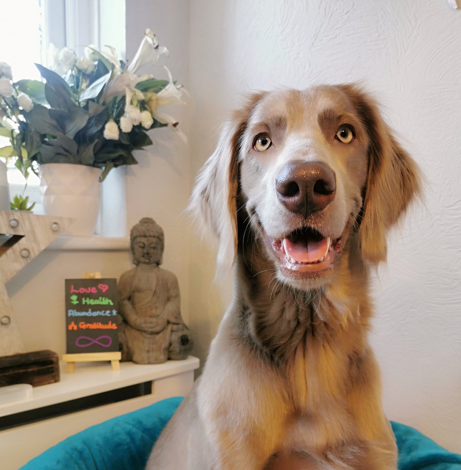 Longhaired Weimaraner siting upright in meditation chair