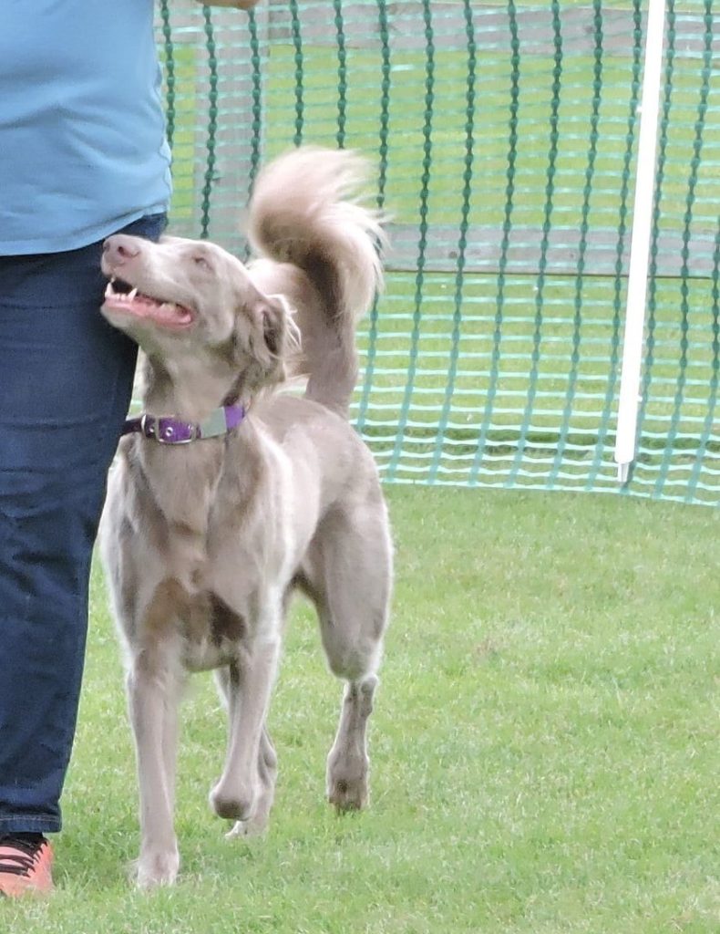 Longhaired Weimaraner competing on obedience off lead